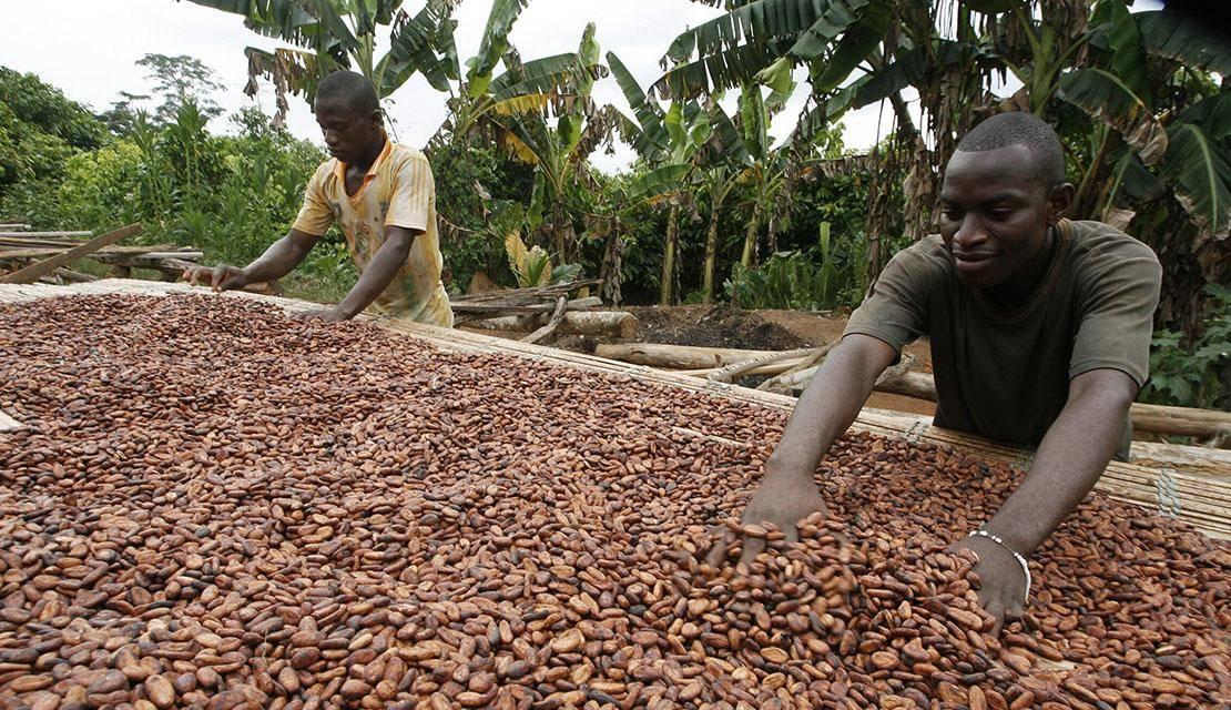 Cocoa Beans - Image 7