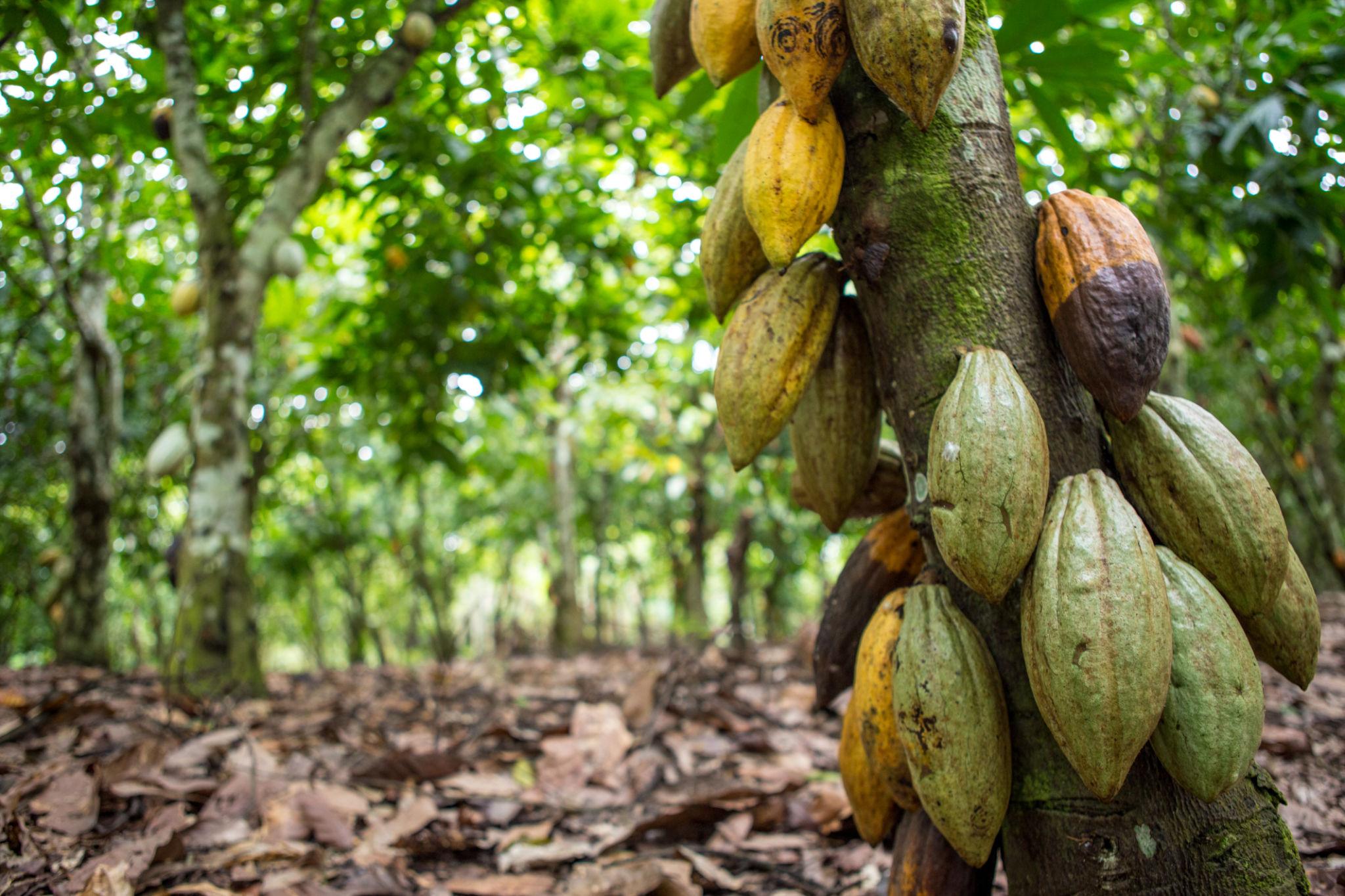 Cocoa Beans - Image 6