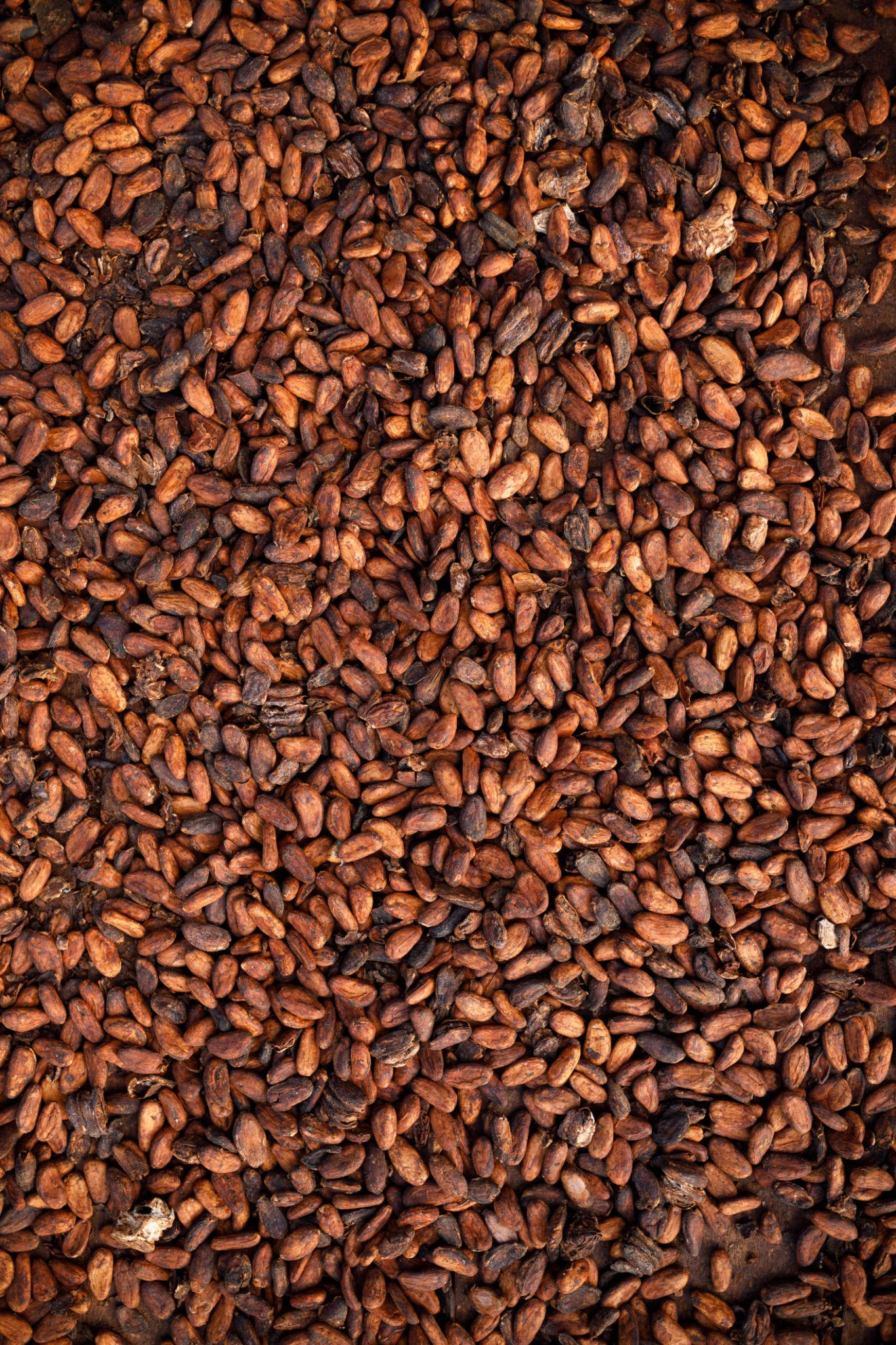 Cocoa Beans - Image 5