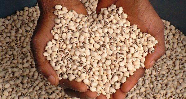 Cowpeas (Beans) - Image 6