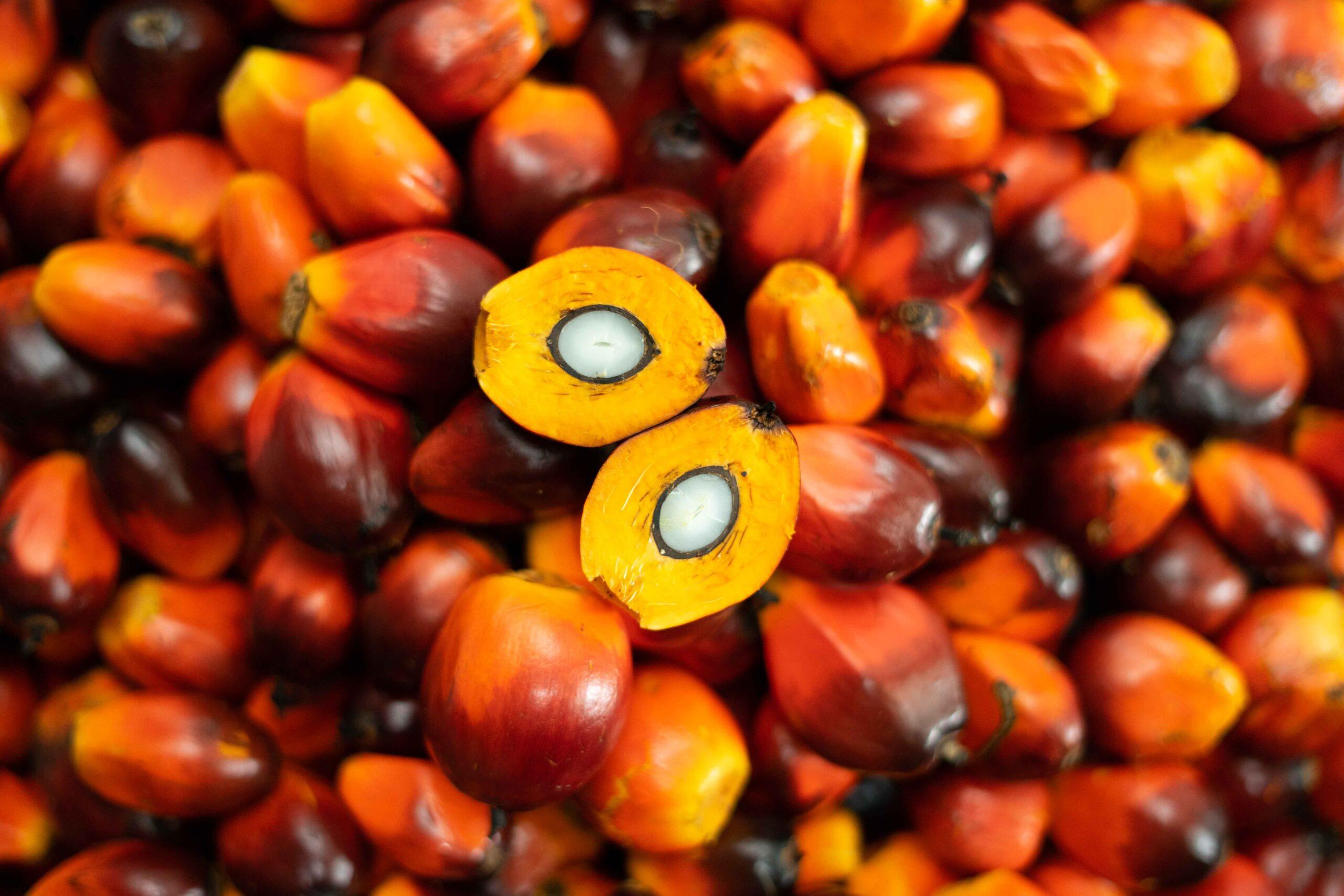 Palm Kernel