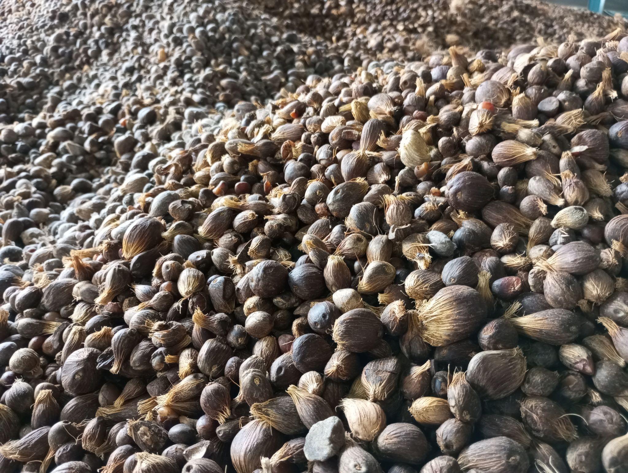 Palm Kernel - Image 2