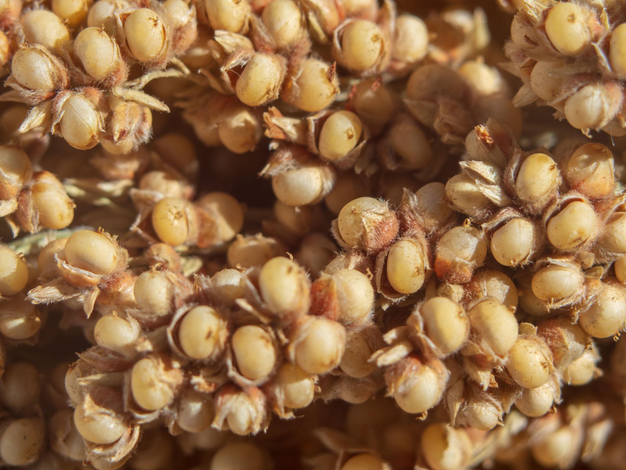 Sorghum - Image 6