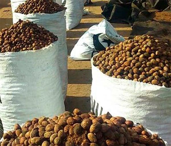 Shea Nuts - Image 6