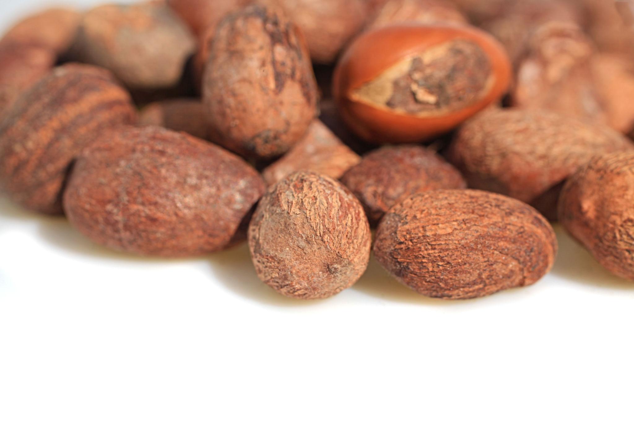Shea Nuts - Image 5