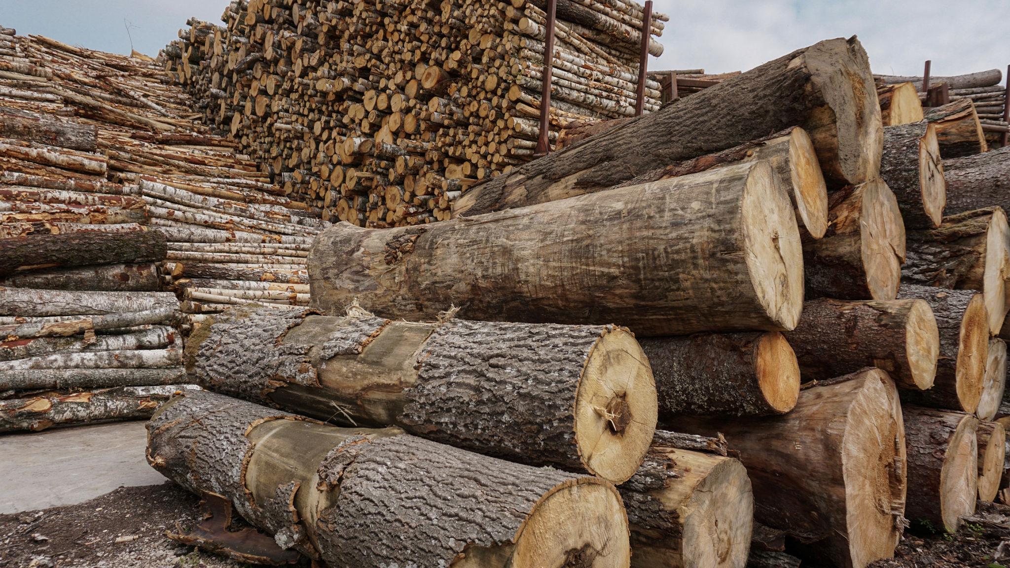 Timber (Hardwood Logs / Sawn Wood) - Image 4