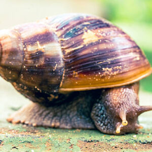 Processed Snails (Frozen / Dried)