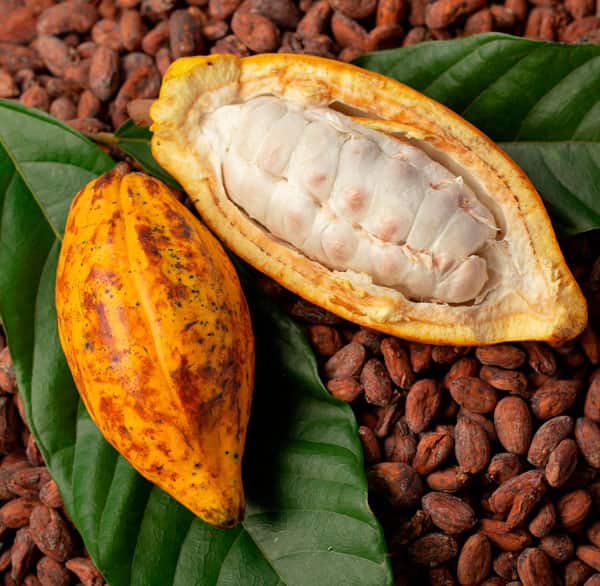 Cocoa Beans - Image 4