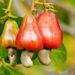 Raw Cashew Nuts